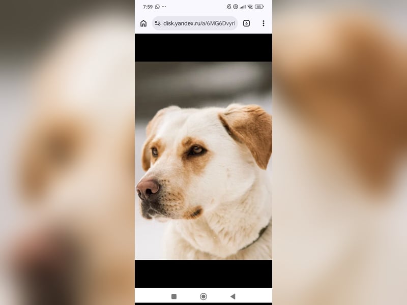 Leona sucht ihr Für -immer -Zuhause ❤️❤️❤️