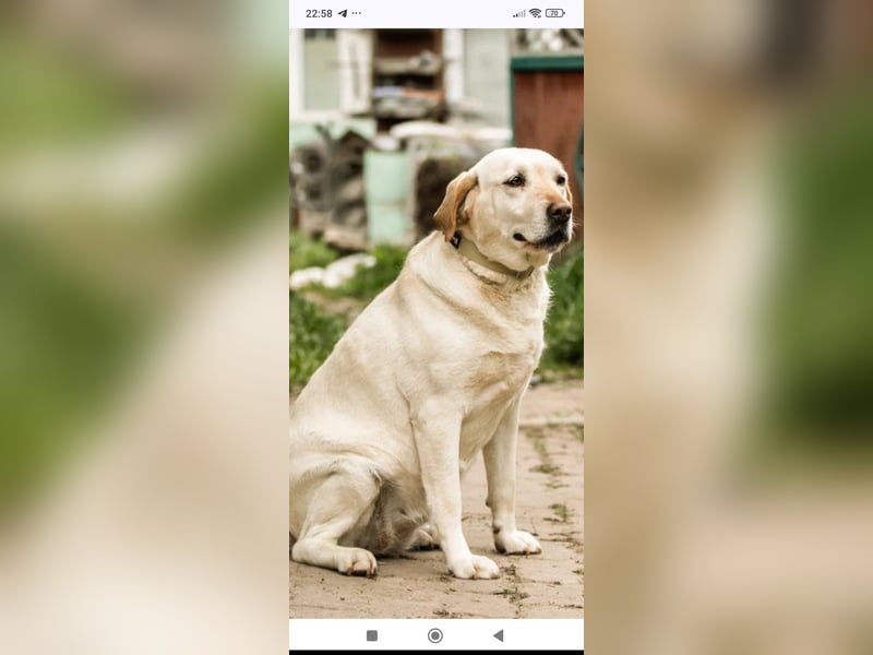Luna-Labrador Mischling sucht ihr Für -immer -Zuhause ❤️❤️❤️