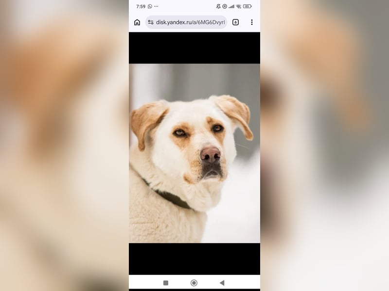 Leona sucht ihr Für -immer -Zuhause ❤️❤️❤️