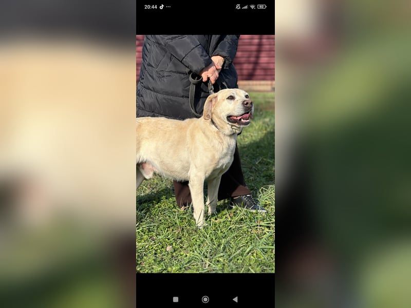 Tim reinrassiger Labrador sucht sein Für -immer -Zuhause ❤️❤️❤️❤️