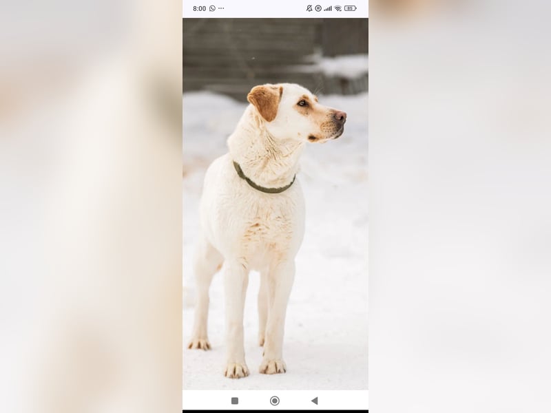 Leona sucht ihr Für -immer -Zuhause ❤️❤️❤️