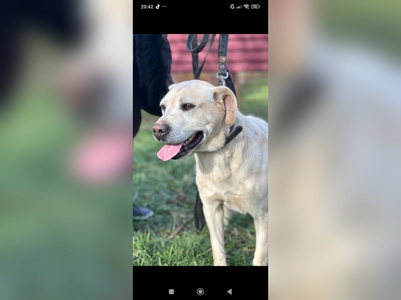 Tim reinrassiger Labrador sucht sein Für -immer -Zuhause ❤️❤️❤️❤️