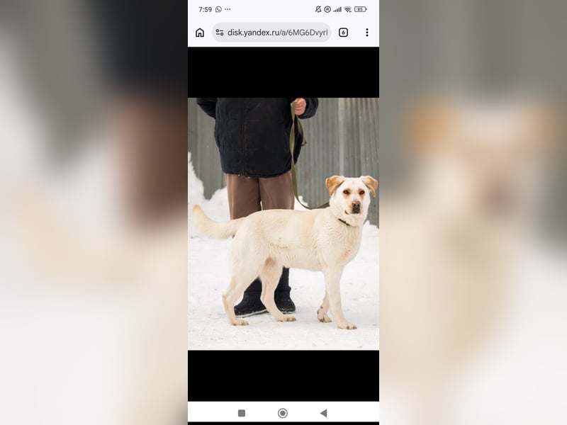 Leona sucht ihr Für -immer -Zuhause ❤️❤️❤️