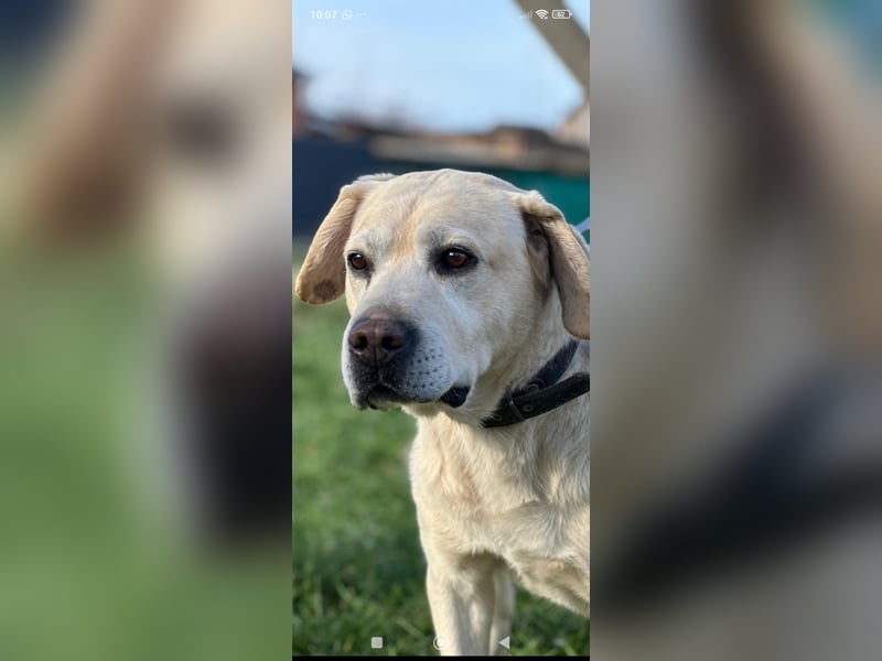 Tim reinrassiger Labrador sucht sein Für -immer -Zuhause ❤️❤️❤️❤️