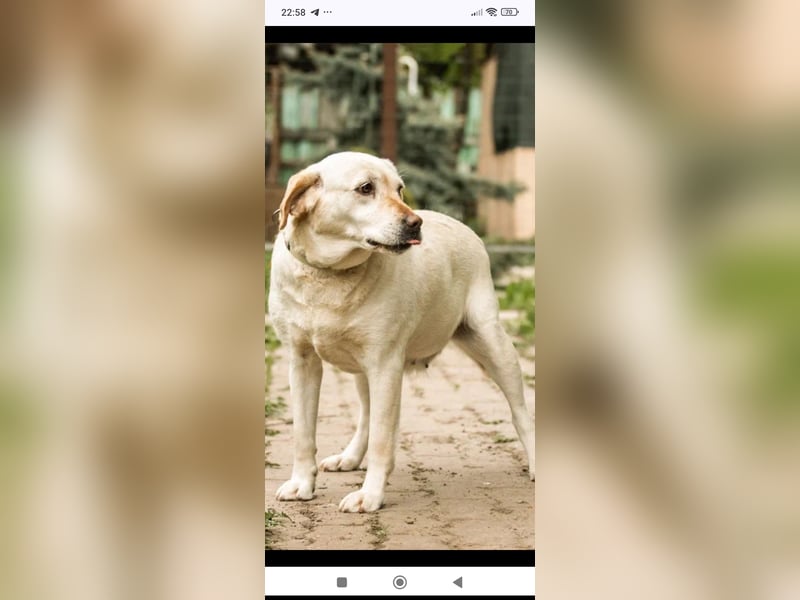 Luna-Labrador Mischling sucht ihr Für -immer -Zuhause ❤️❤️❤️