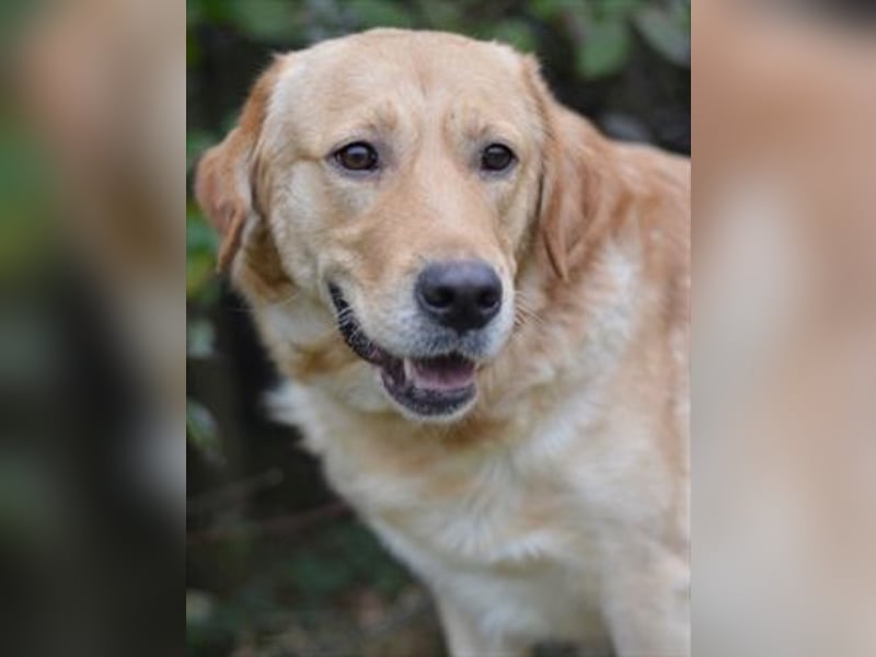 Freundlicher Labradormischling Basti sucht einen Platz als Familienhund