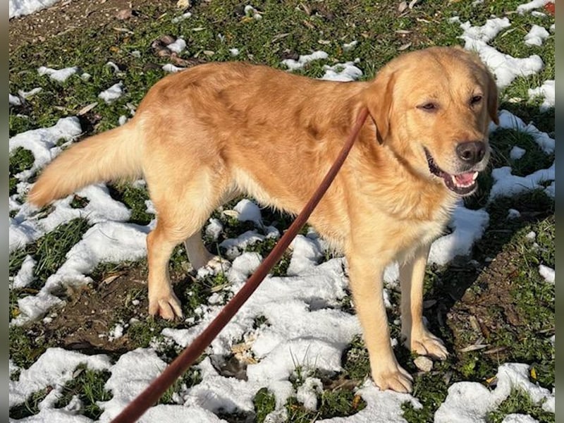 Freundlicher Labradormischling Basti sucht einen Platz als Familienhund