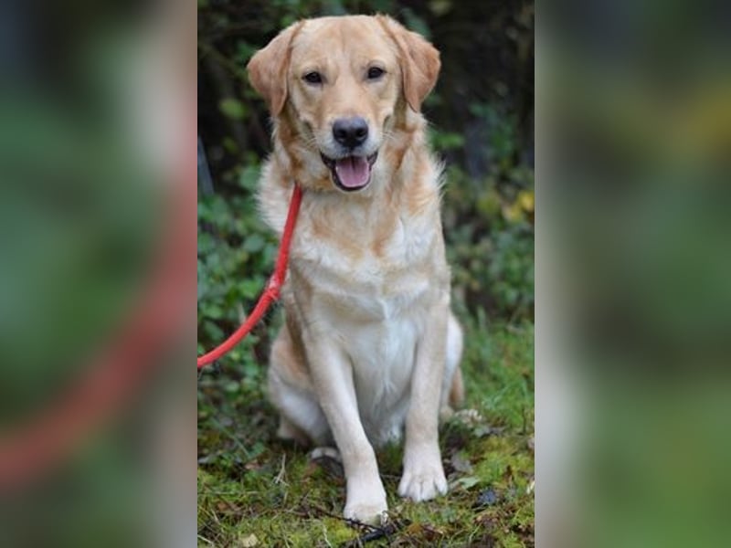 Freundlicher Labradormischling Basti sucht einen Platz als Familienhund