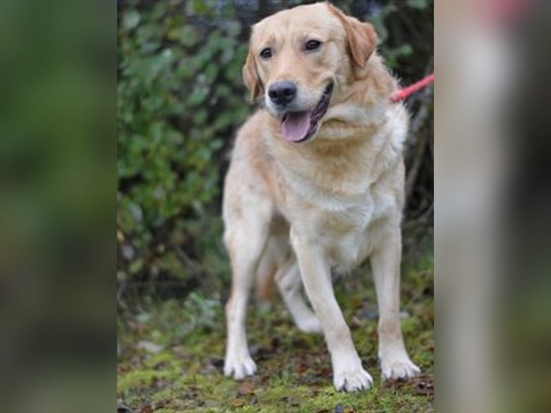 Freundlicher Labradormischling Basti sucht einen Platz als Familienhund