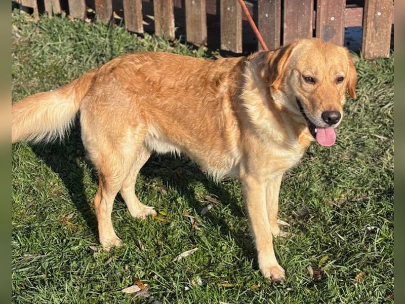 Freundlicher Labradormischling Basti sucht einen Platz als Familienhund