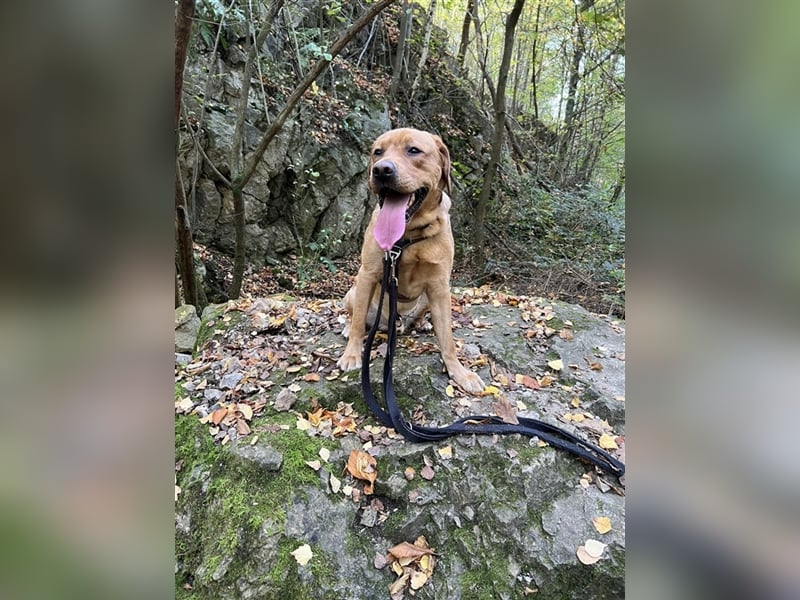 Deckrüde - Labrador - Once in a Lifetime Amarillo aka Sid