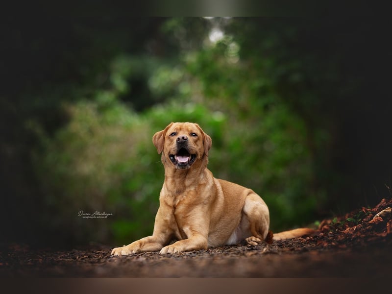 Deckrüde - Labrador - Once in a Lifetime Amarillo aka Sid