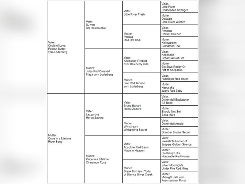 Deckrüde - Labrador - Once in a Lifetime Amarillo aka Sid