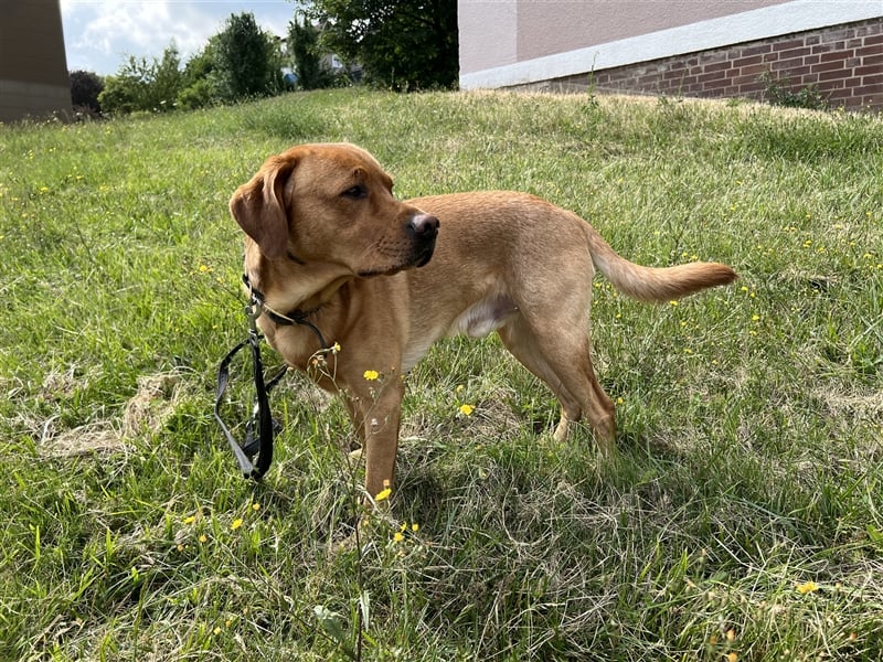 Deckrüde - Labrador - Once in a Lifetime Amarillo aka Sid