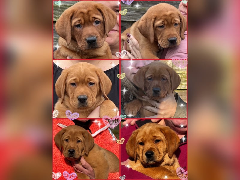 Deckrüde - Labrador - Once in a Lifetime Amarillo aka Sid