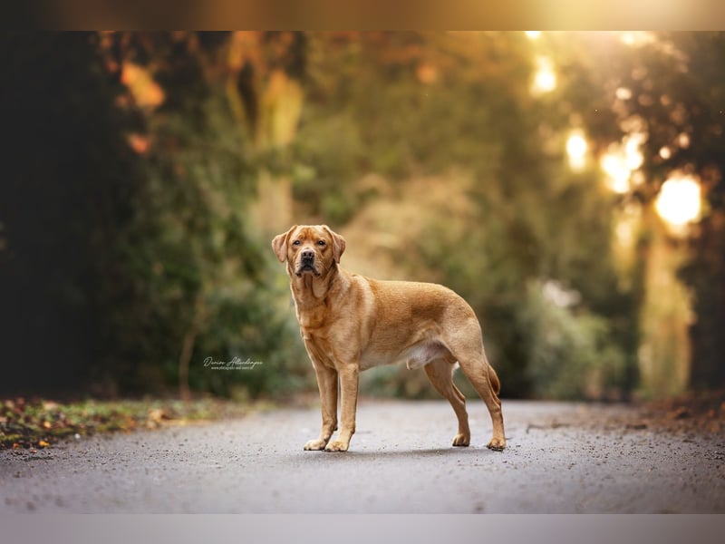 Deckrüde - Labrador - Once in a Lifetime Amarillo aka Sid