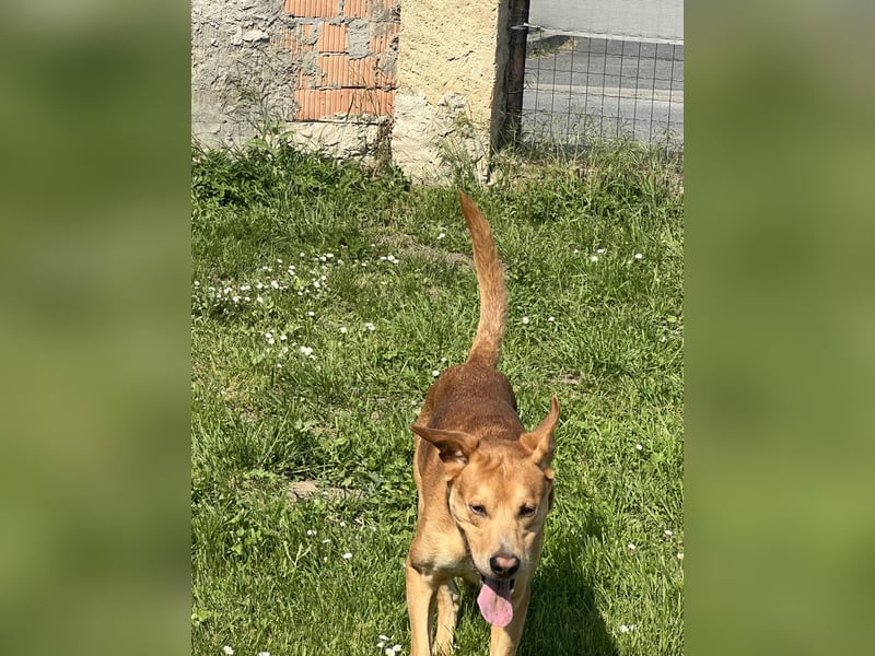 Mischling Rüde Sam 6 Jahre