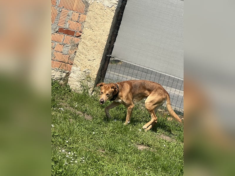 Mischling Rüde Sam 6 Jahre