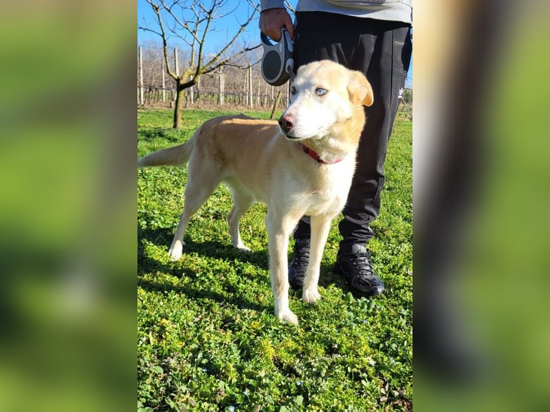 Nala wartet in 09648 Mittweida auf dich!