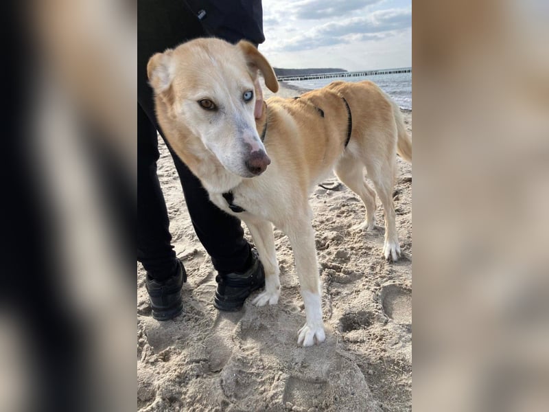 Nala wartet in 09648 Mittweida auf dich!