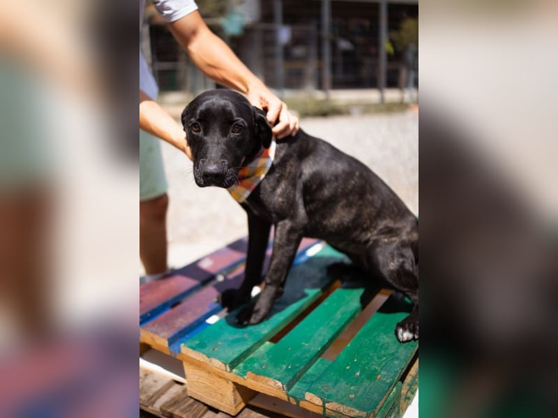 Mika ❤️ so freundliche, aktive + neugierige junge Hündin
