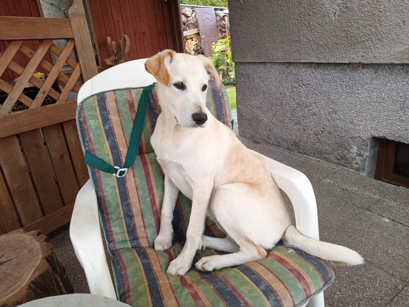 Junger Labradormischling zu verkaufen