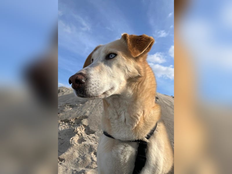 Nala wartet in 09648 Mittweida auf dich!