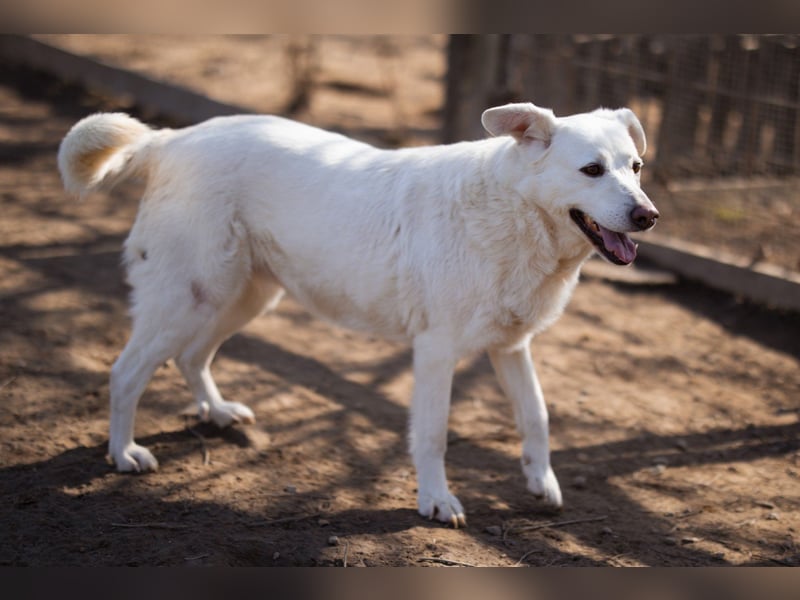 Labi-Mix-Hündin ♥ Malena ♥ Sunshine sucht Für-Immer-Körbchen