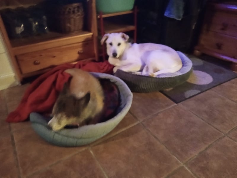 Junger Labradormischling zu verkaufen