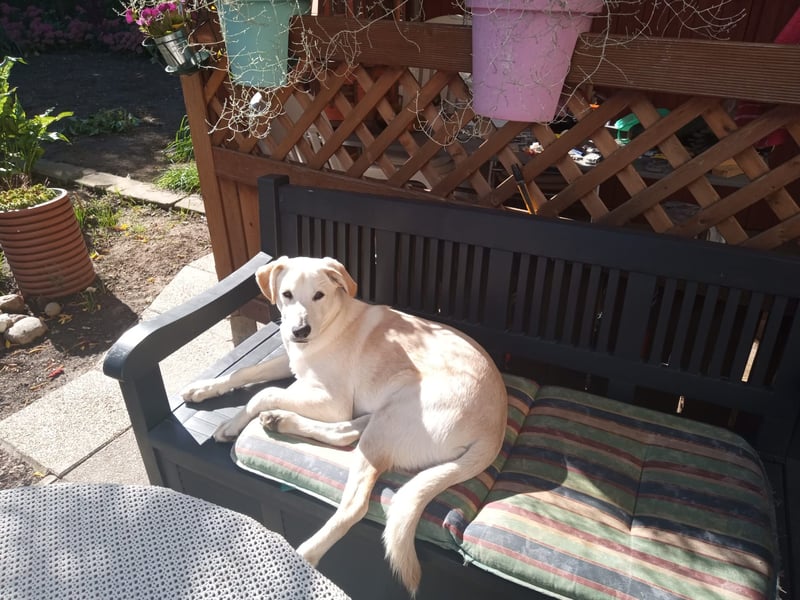 Junger Labradormischling zu verkaufen