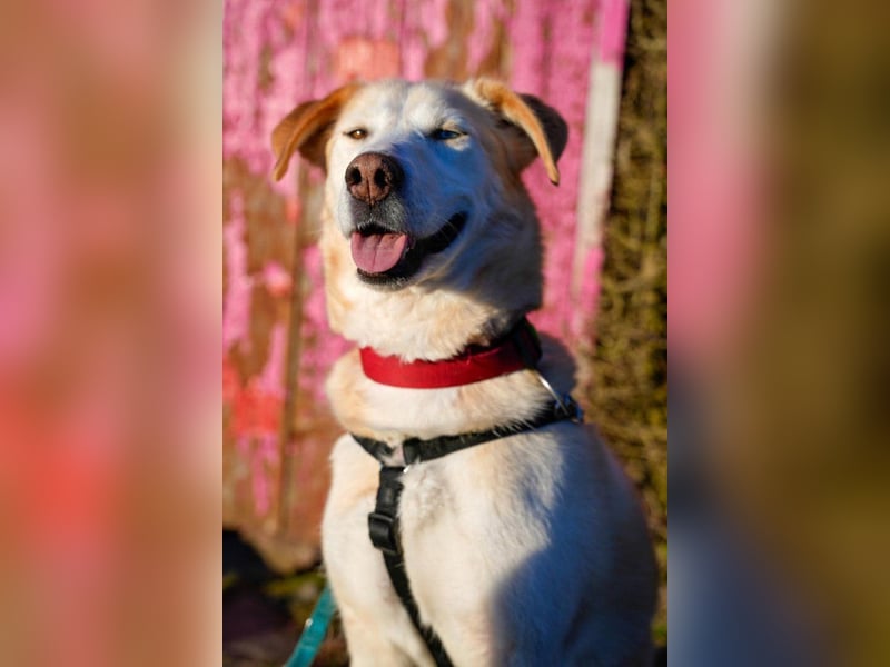 Nala wartet in 09648 Mittweida auf dich!