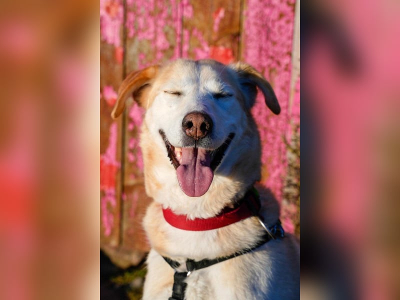 Nala wartet in 09648 Mittweida auf dich!