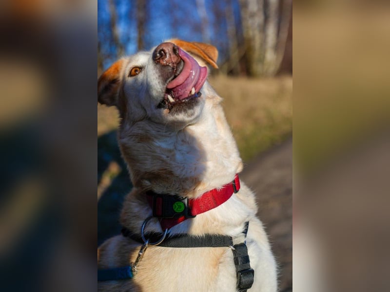 Nala wartet in 09648 Mittweida auf dich!