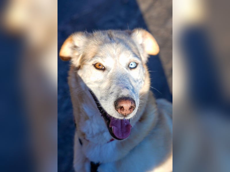 Nala wartet in 09648 Mittweida auf dich!