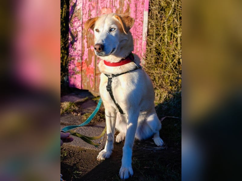 Nala wartet in 09648 Mittweida auf dich!