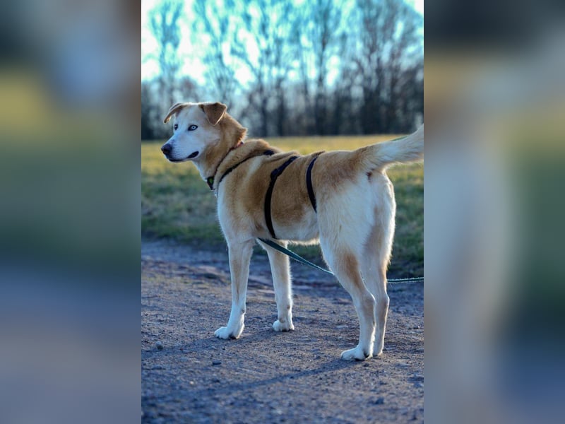 Nala wartet in 09648 Mittweida auf dich!