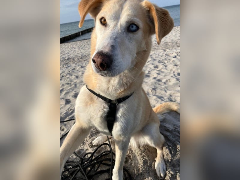 Nala wartet in 09648 Mittweida auf dich!