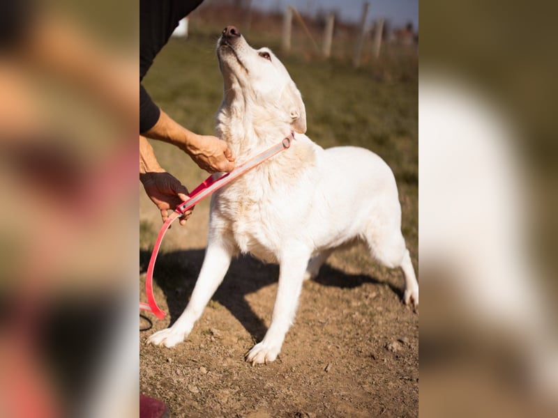 Labi-Mix-Hündin ♥ Malena ♥ Sunshine sucht Für-Immer-Körbchen