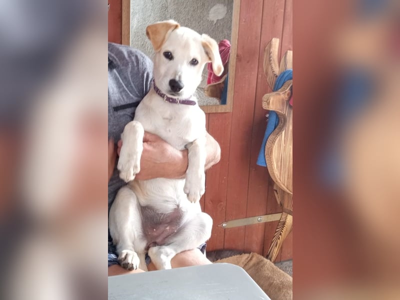Junger Labradormischling zu verkaufen