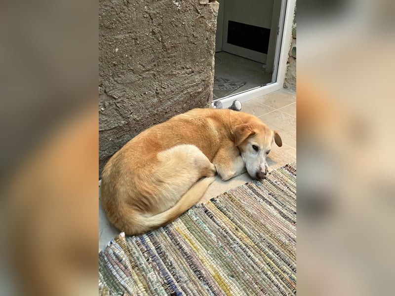 Nala wartet in 09648 Mittweida auf dich!