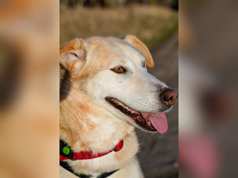 Nala wartet in 09648 Mittweida auf dich!