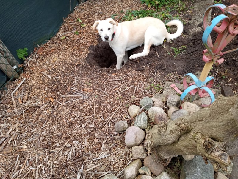 Junger Labradormischling zu verkaufen