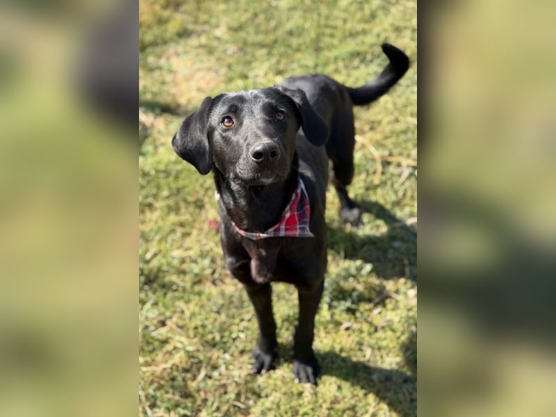 Labbi-Mix DRAX❤️verspielter, kleiner Entdecker auf der Suche nach Geborgenheit