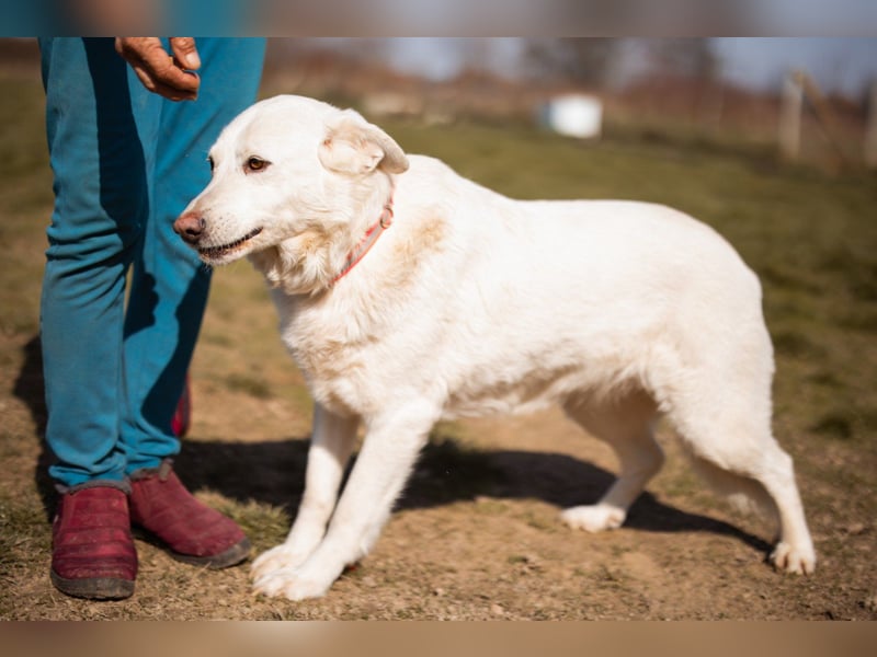 Labi-Mix-Hündin ♥ Malena ♥ Sunshine sucht Für-Immer-Körbchen