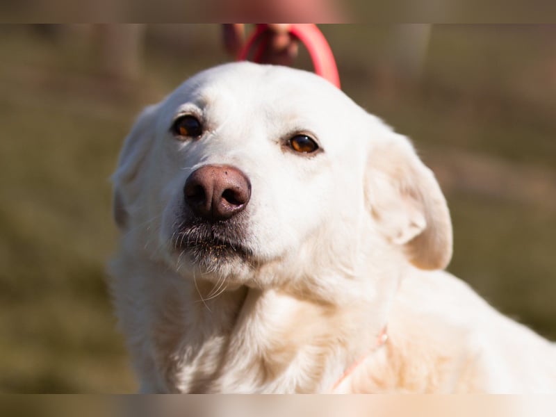 Labi-Mix-Hündin ♥ Malena ♥ Sunshine sucht Für-Immer-Körbchen