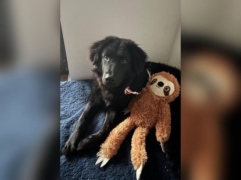 JUNAK❤️sanfter Labrador-Mischling wartet in 37130 Gleichen