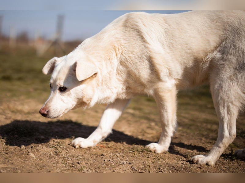 Sonnenschein ♥Malena♥ sucht ihr Für-Immer-Körbchen