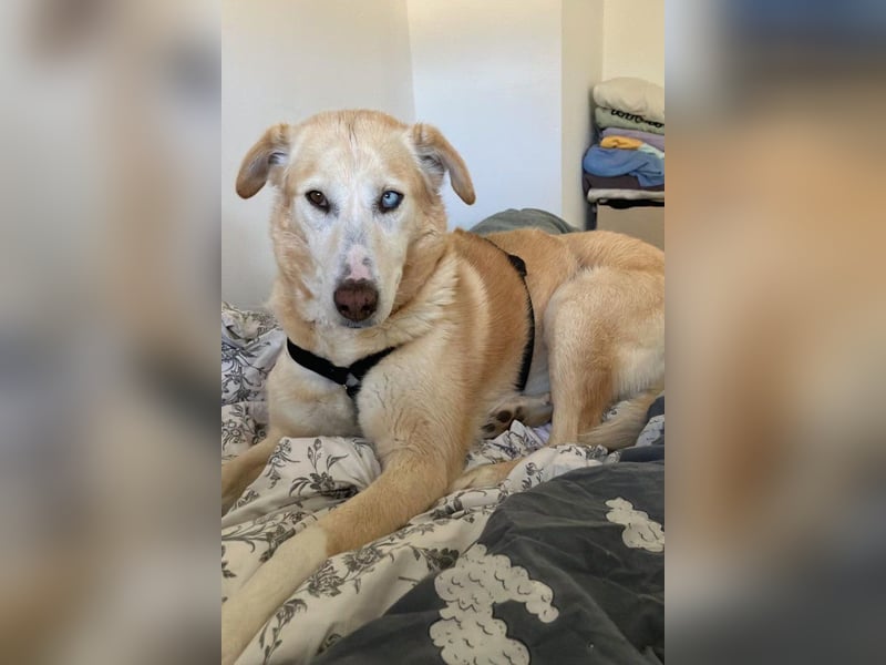 Nala wartet in 09648 Mittweida auf dich!