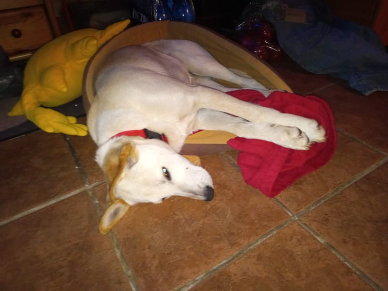 Junger Labradormischling zu verkaufen