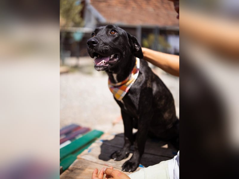 Mika ❤️ so freundliche, aktive + neugierige junge Hündin